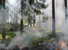 seguro incendios forestales