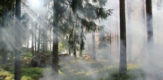seguro incendios forestales